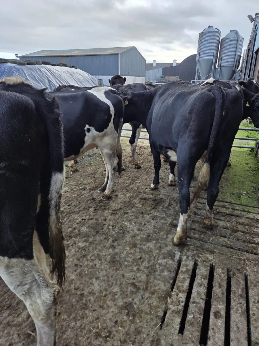 Incalf friesian heifers - Image 2