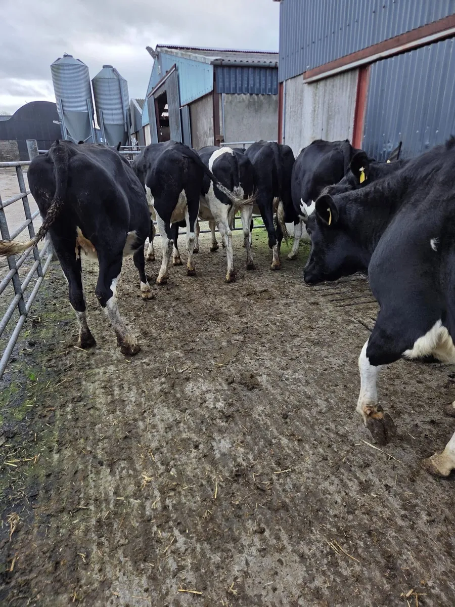 Incalf friesian heifers - Image 3