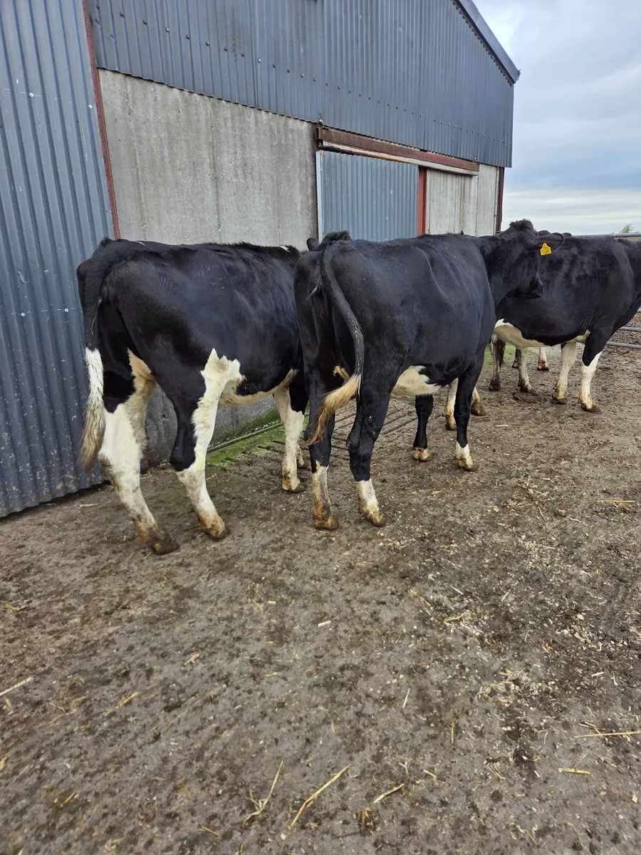 Incalf friesian heifers - Image 4