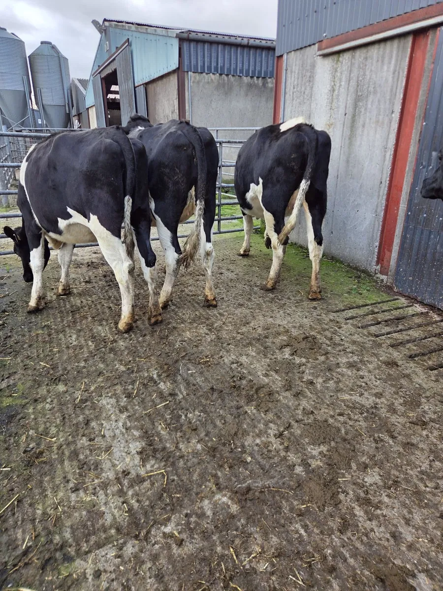 Incalf friesian heifers - Image 1