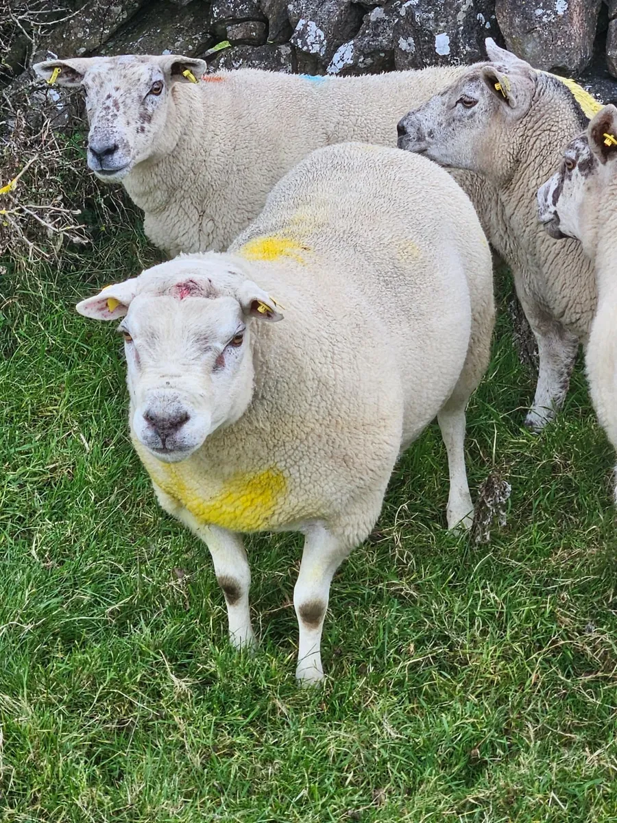 Texel ram - Image 1