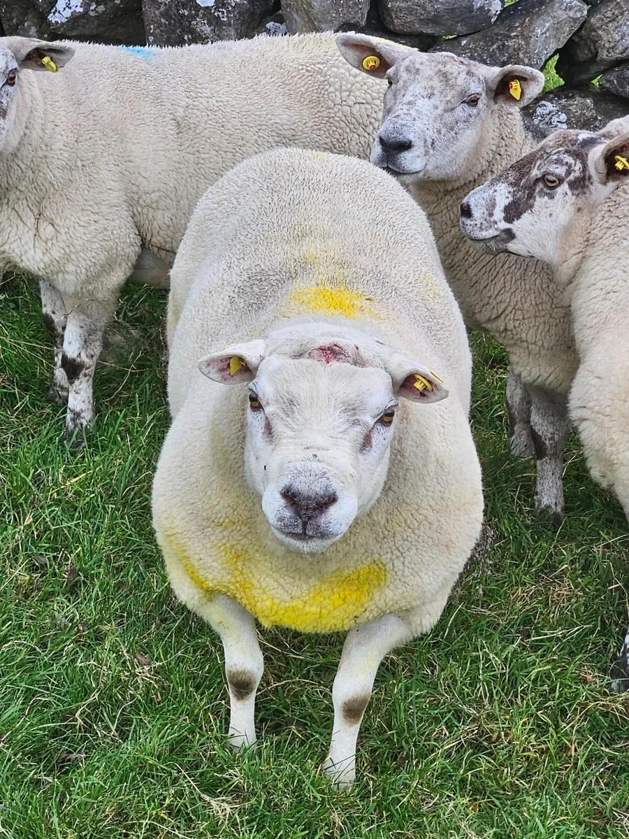 Texel ram - Image 2