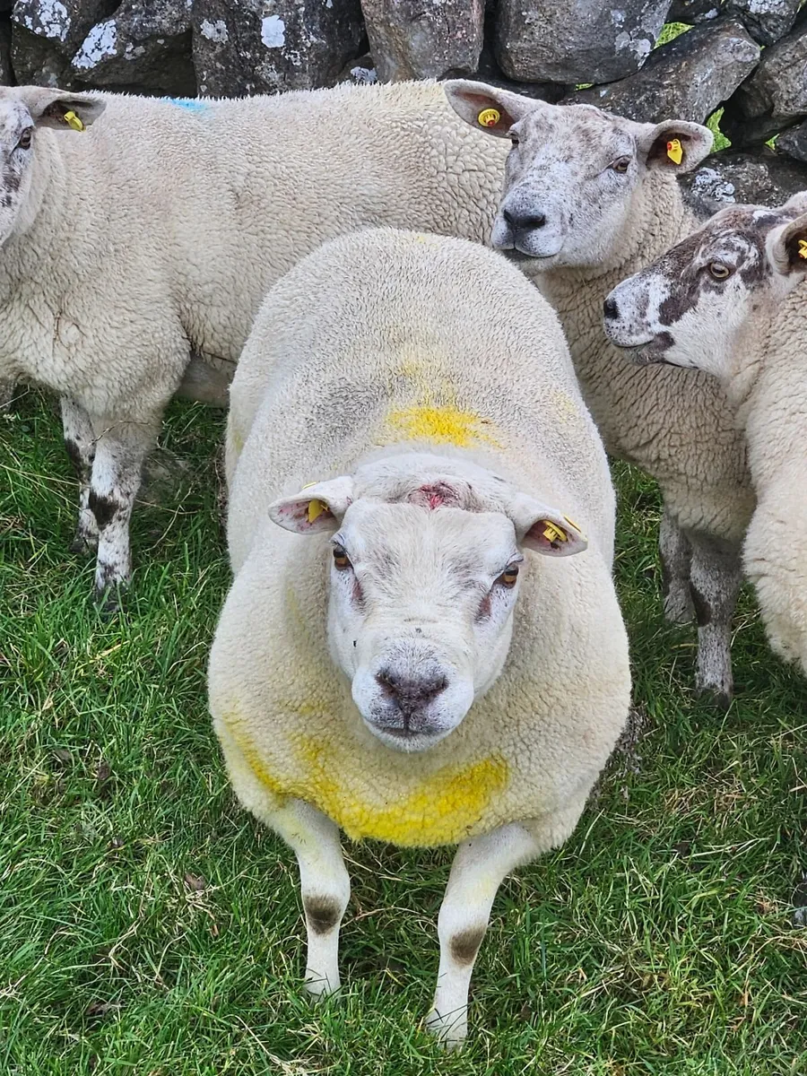 Texel ram - Image 3