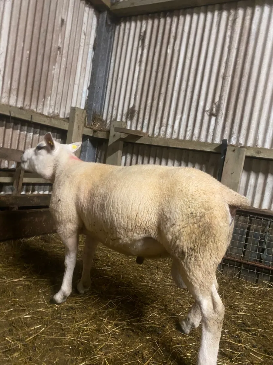 Super pbnr 2 year old Texel ram - Image 3