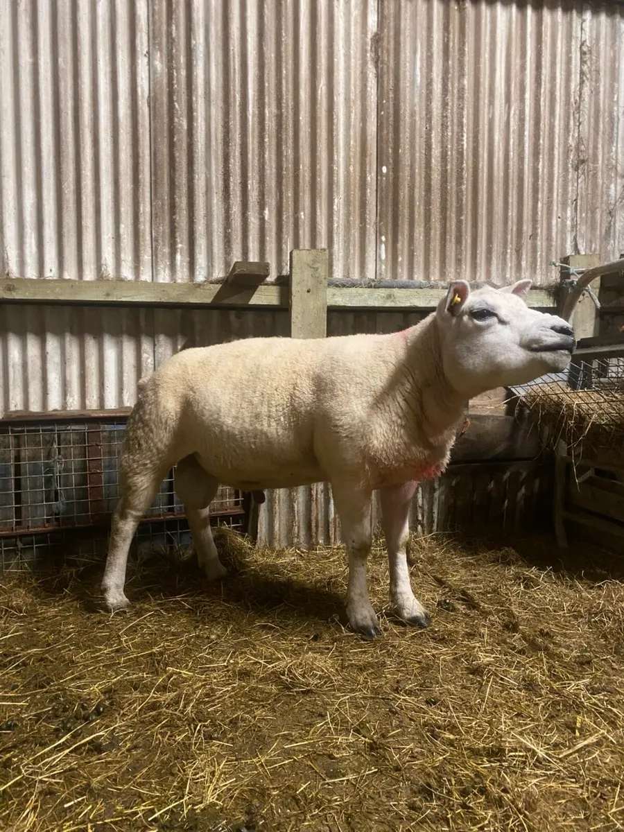 Super pbnr 2 year old Texel ram - Image 4
