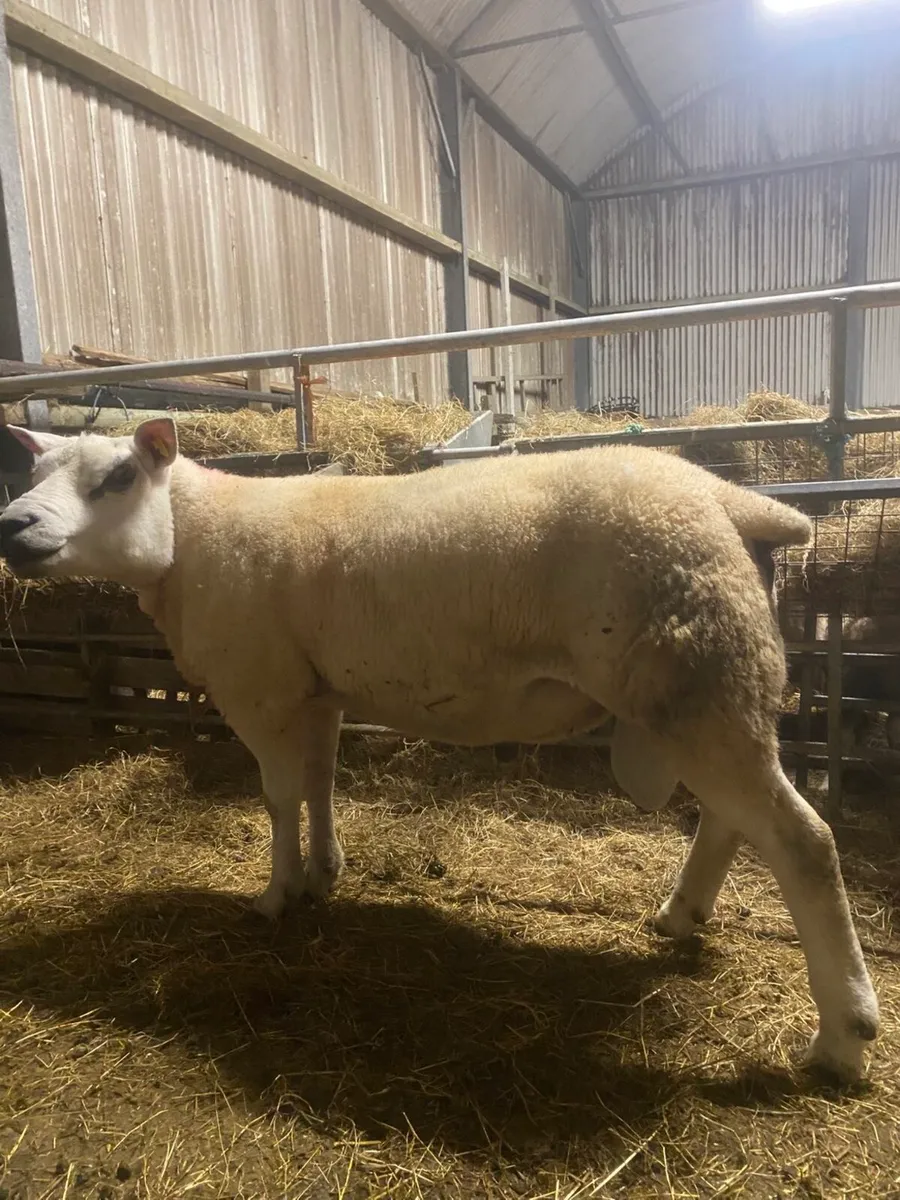 Super pbnr 2 year old Texel ram - Image 1