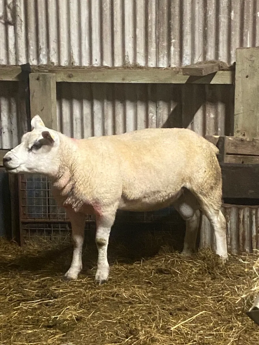 Super pbnr 2 year old Texel ram - Image 2