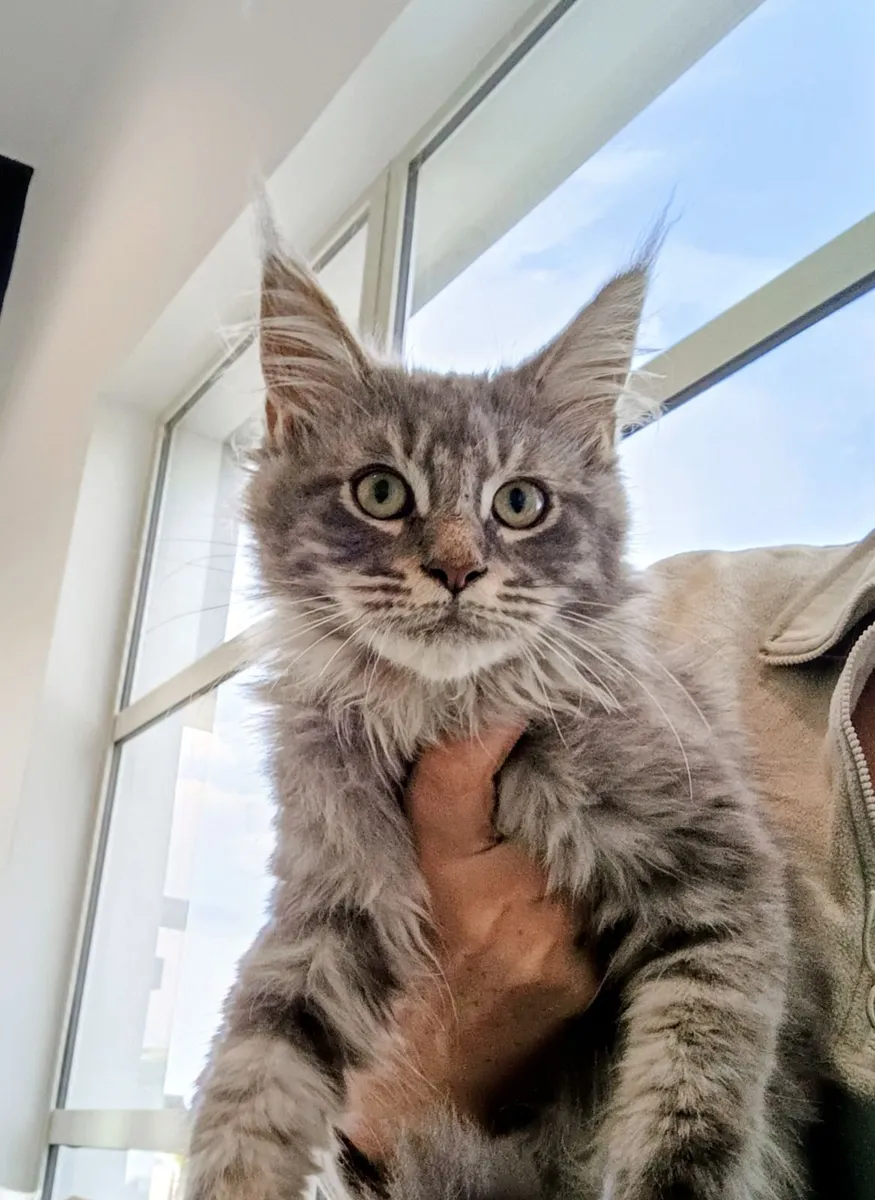 Maine Coon kitten - Image 1