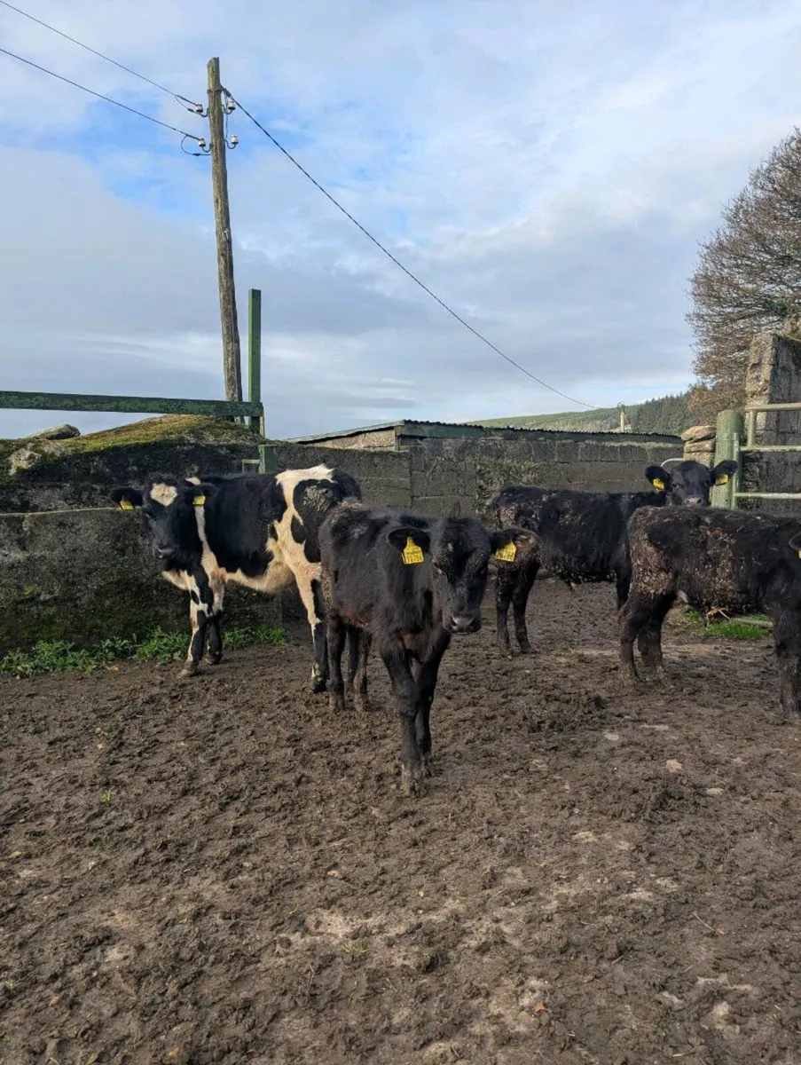 Reared calves - Image 2