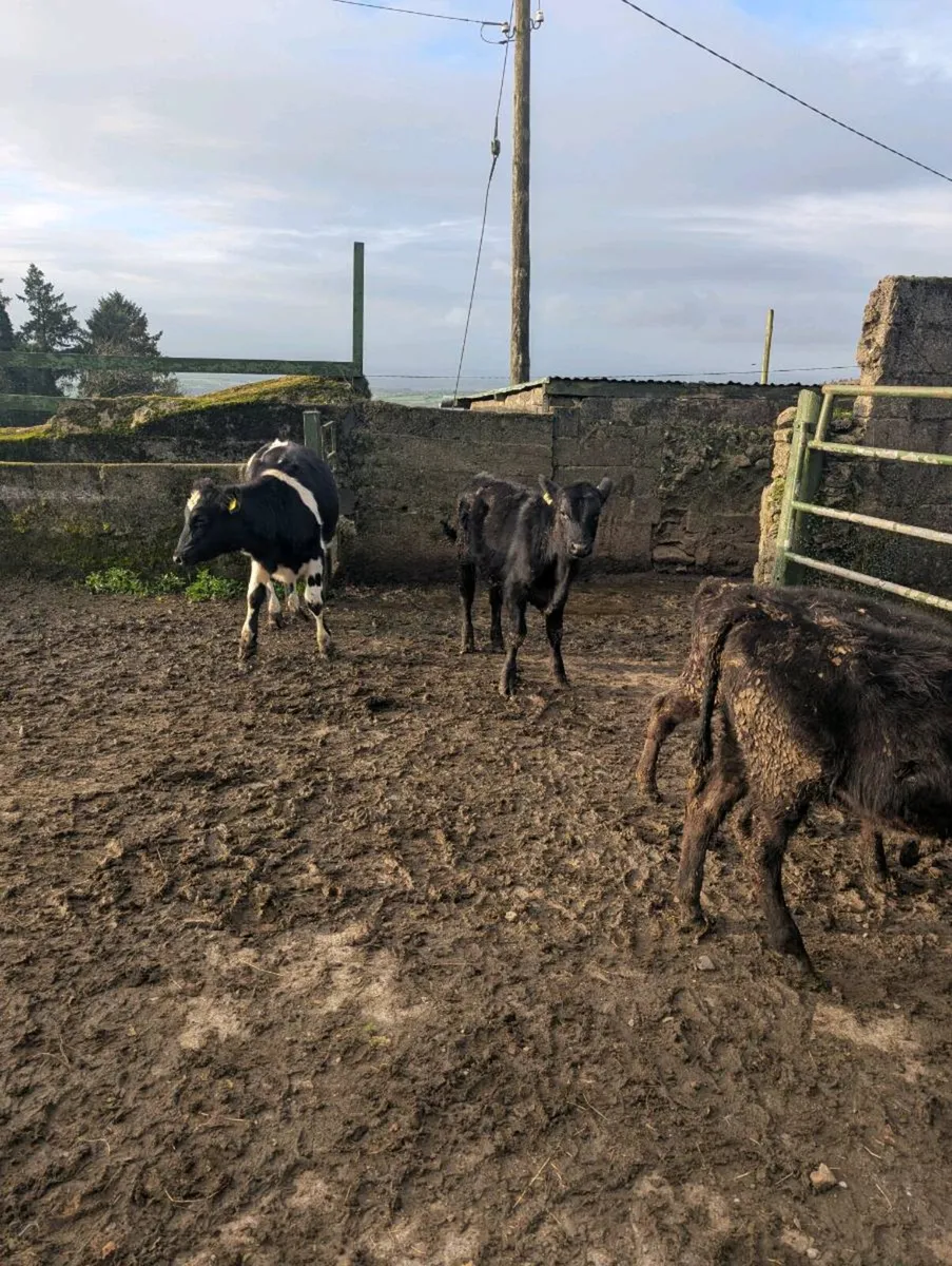 Reared calves - Image 3