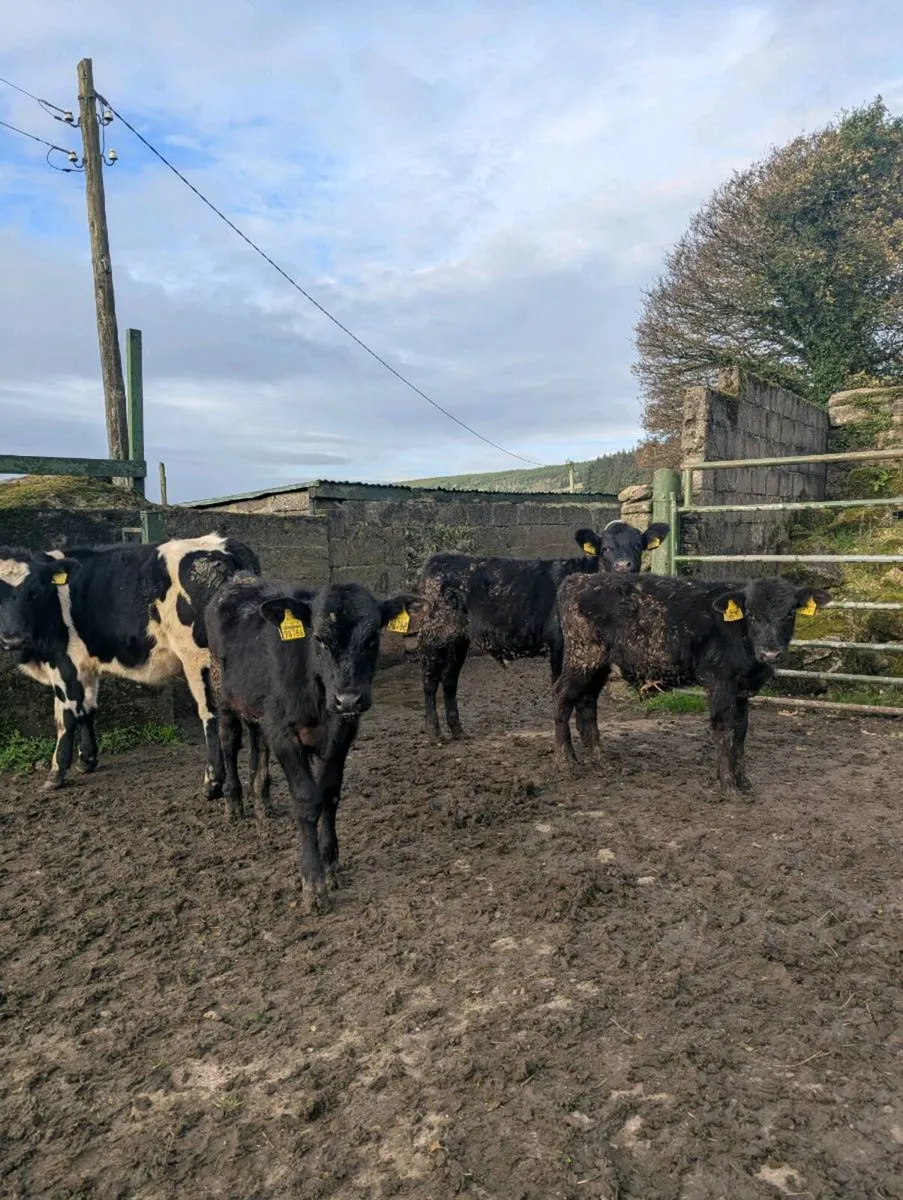 Reared calves - Image 1