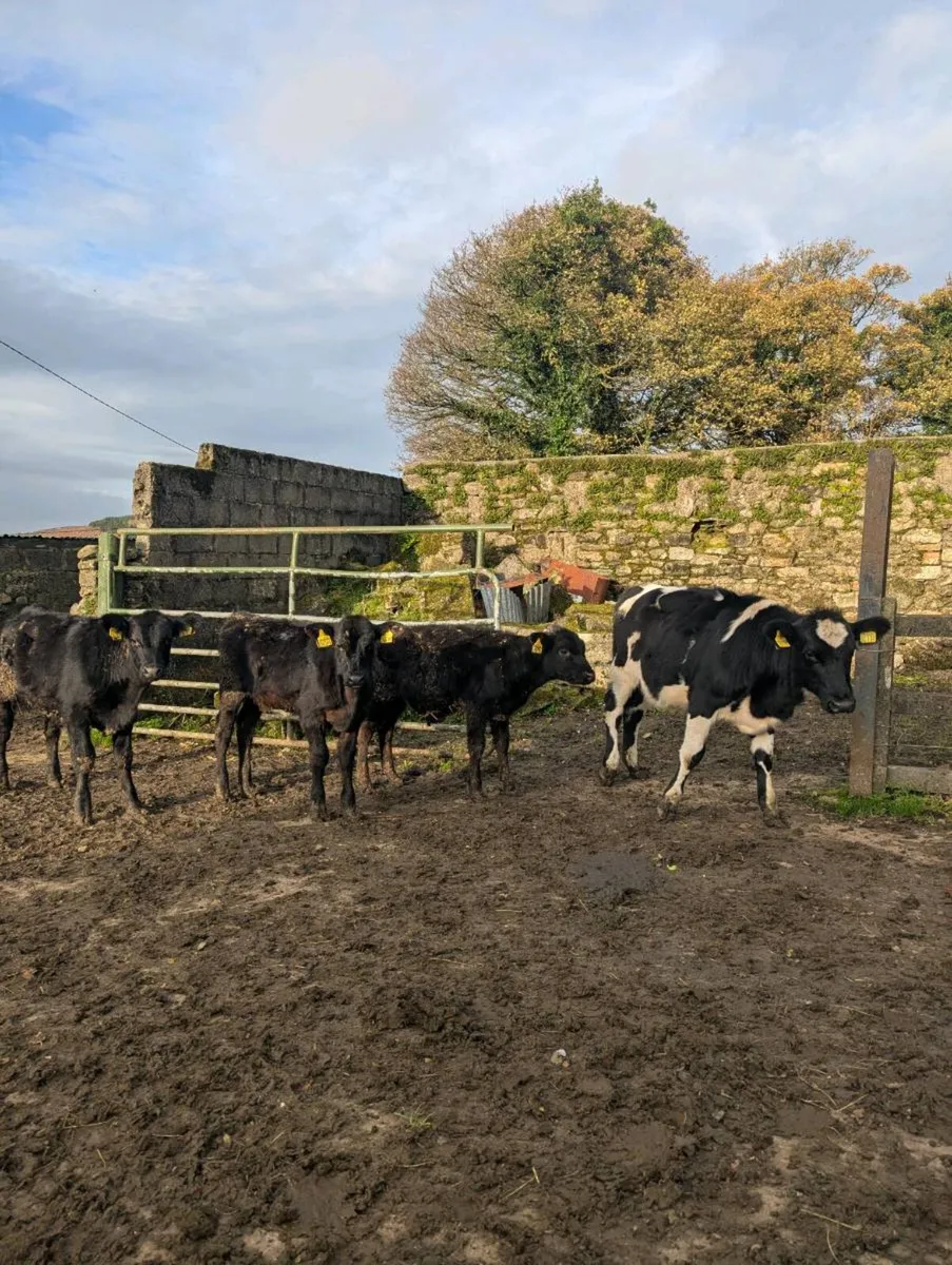 Reared calves - Image 4