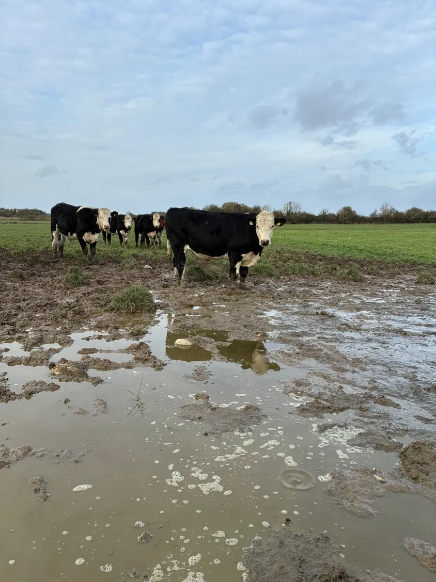 10 top quality bullocks for sale - Image 1