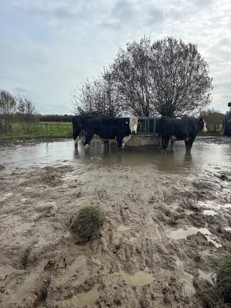 10 top quality bullocks for sale - Image 2