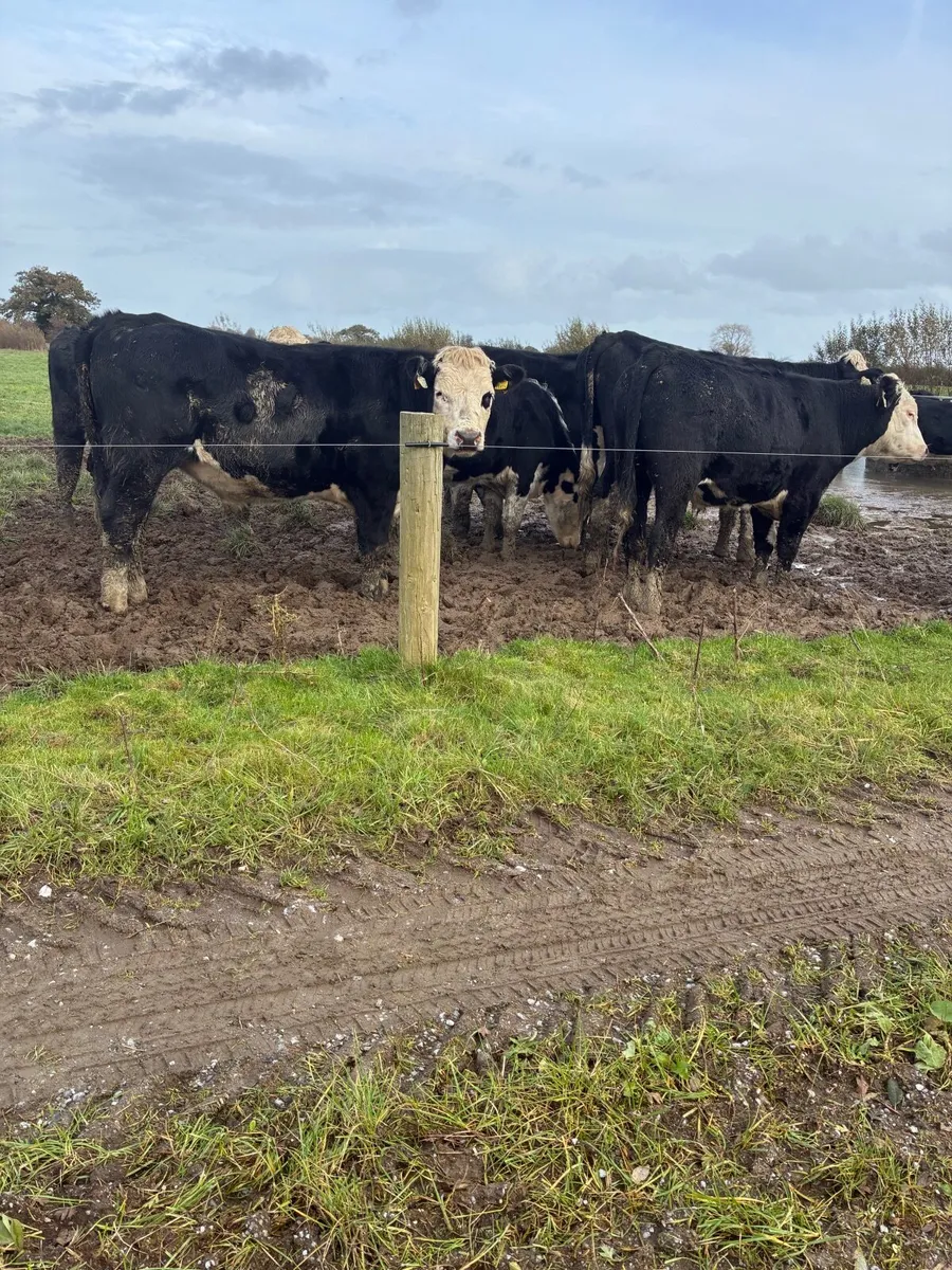 10 top quality bullocks for sale - Image 3