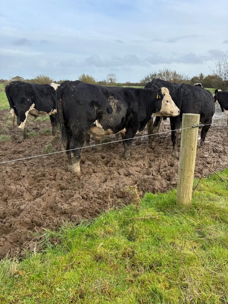 10 top quality bullocks for sale - Image 4