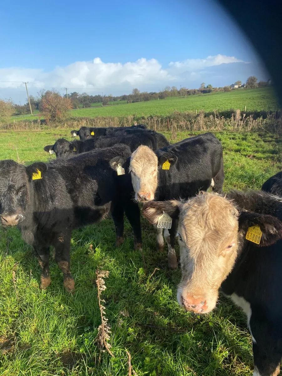Weanlings - Image 1