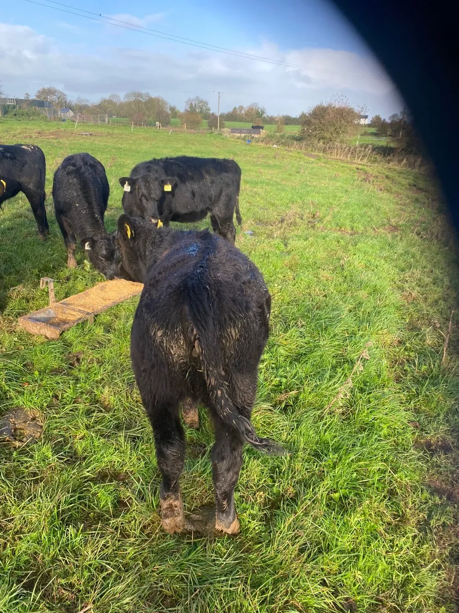 Weanlings - Image 2