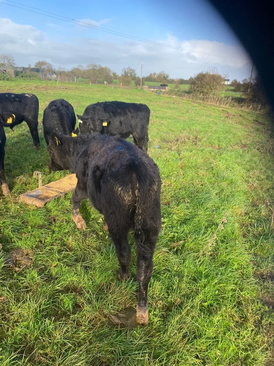Weanlings - Image 4