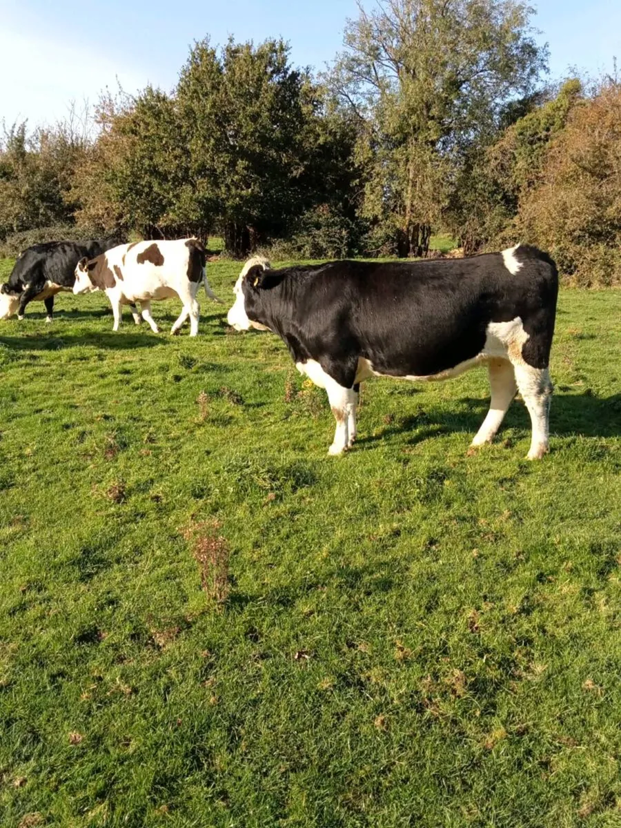In Calf Heifers - Image 3
