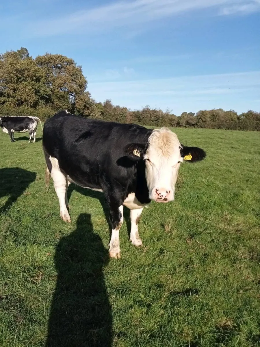 In Calf Heifers - Image 4