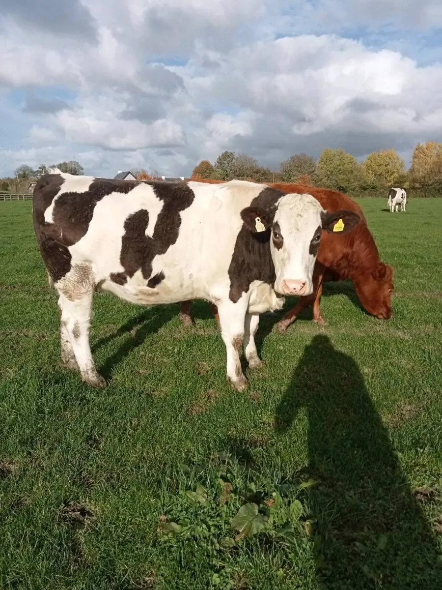 In Calf Heifers - Image 1