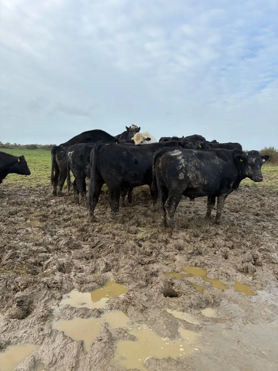 10 top quality bullocks for sale - Image 2