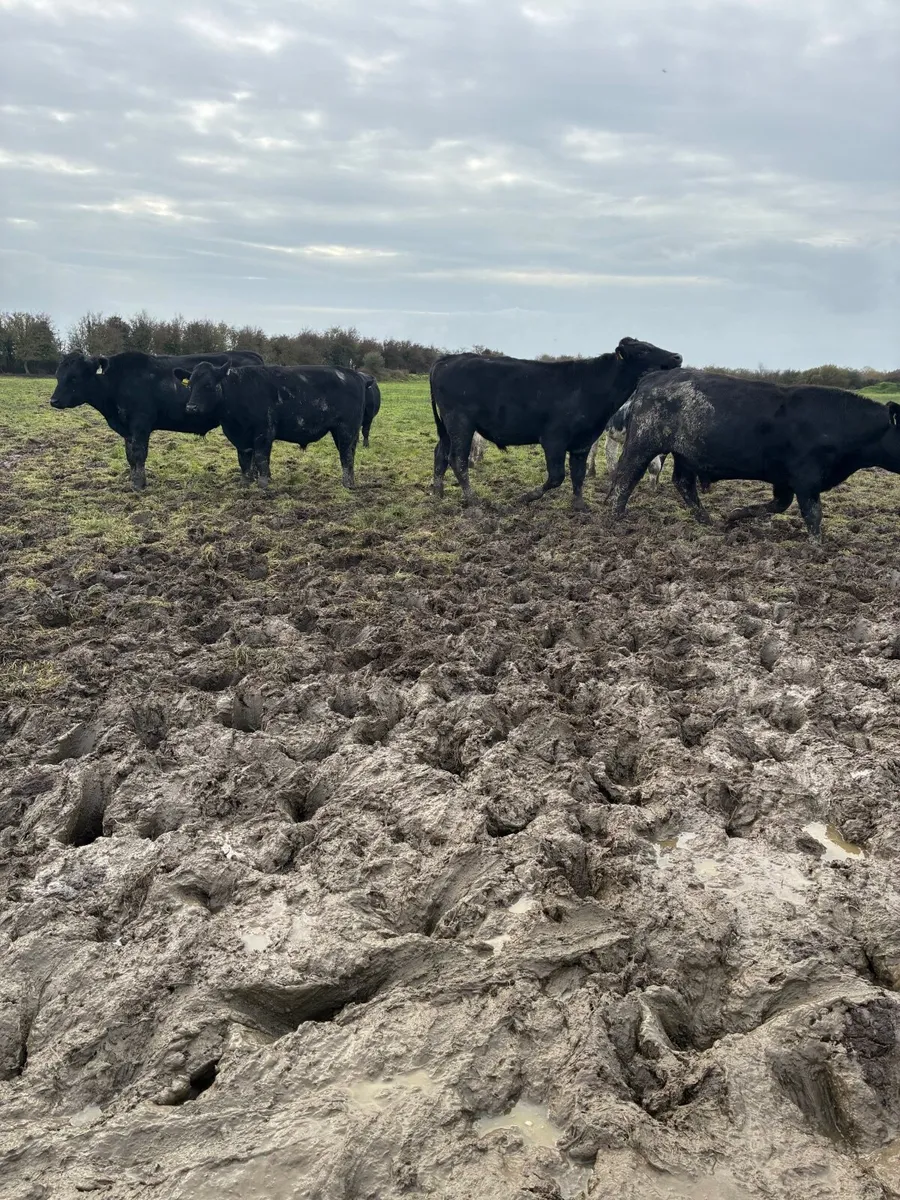 10 top quality bullocks for sale - Image 1