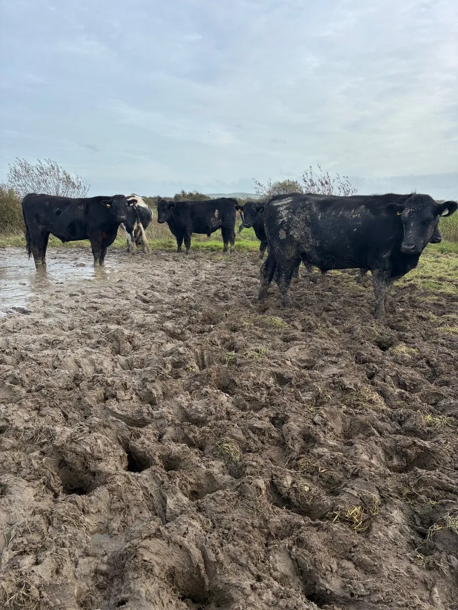 10 top quality bullocks for sale - Image 3