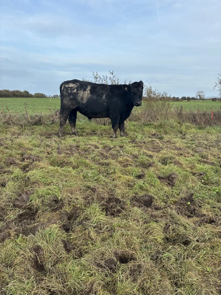 10 top quality bullocks for sale - Image 4