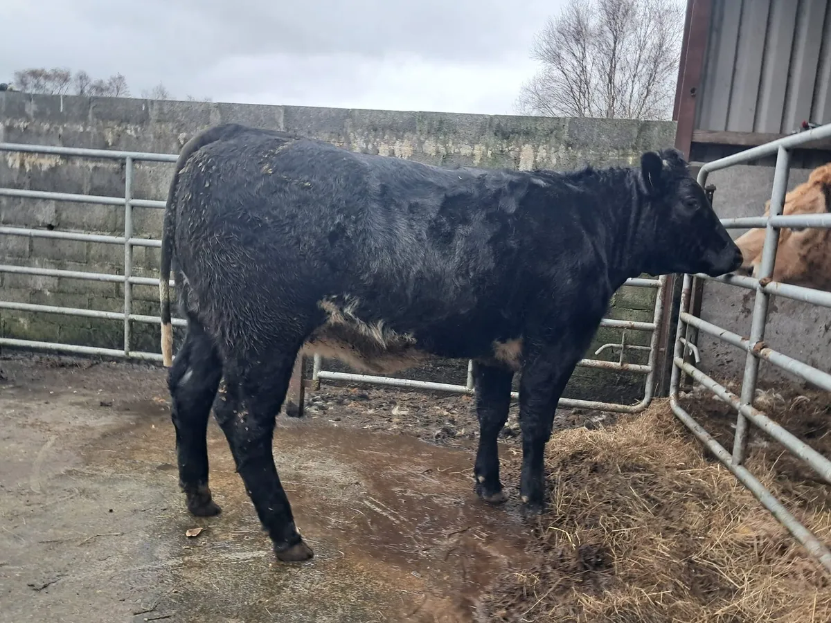 Serious limousin breeding heifer - Image 2