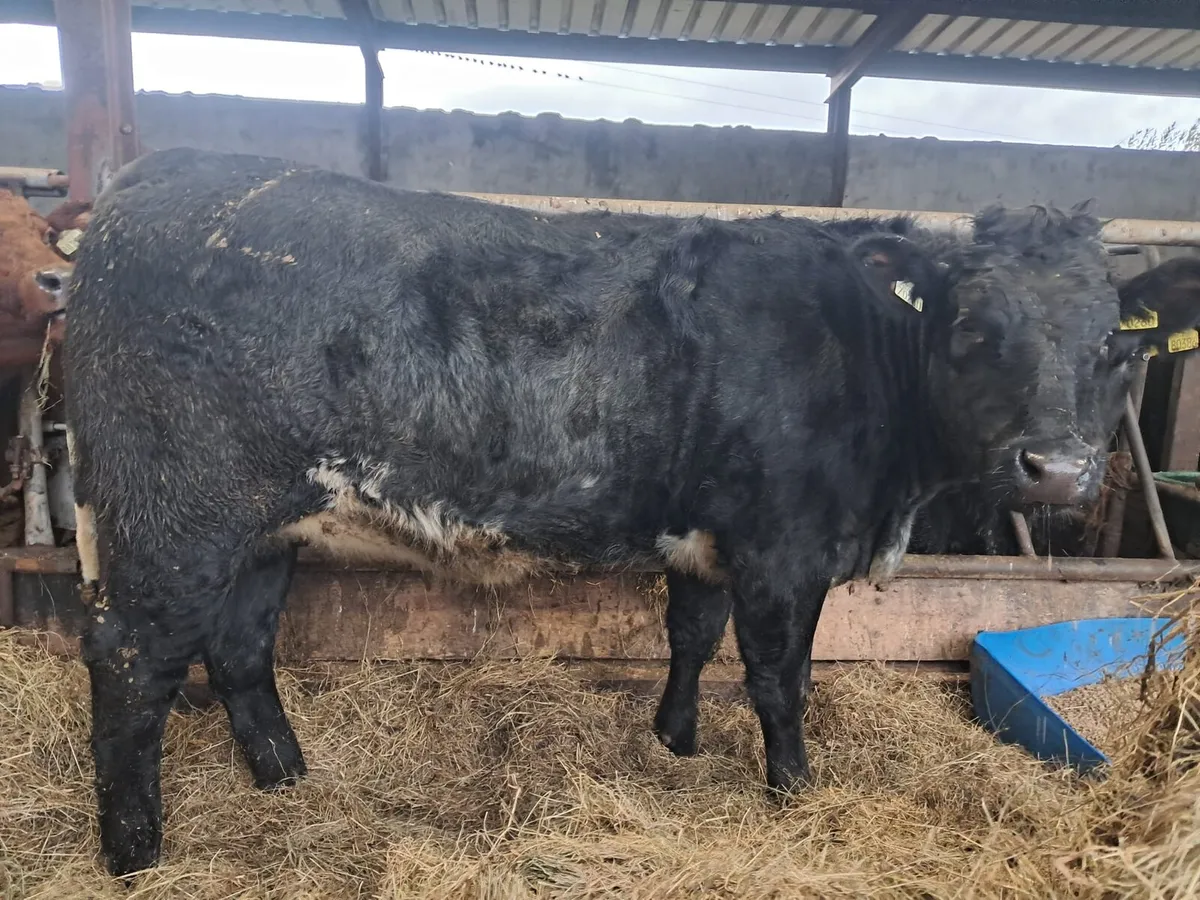 Serious limousin breeding heifer - Image 1