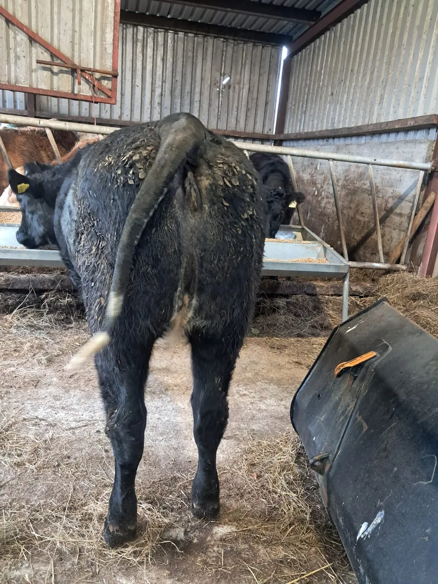 Serious limousin breeding heifer - Image 3