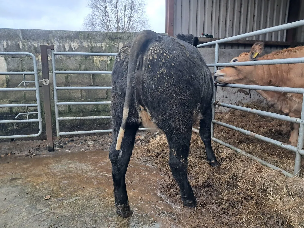 Serious limousin breeding heifer - Image 4