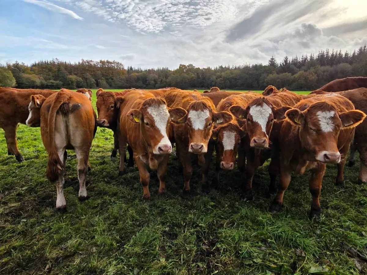 SI/Fleck X Limousine Heifers - Image 1