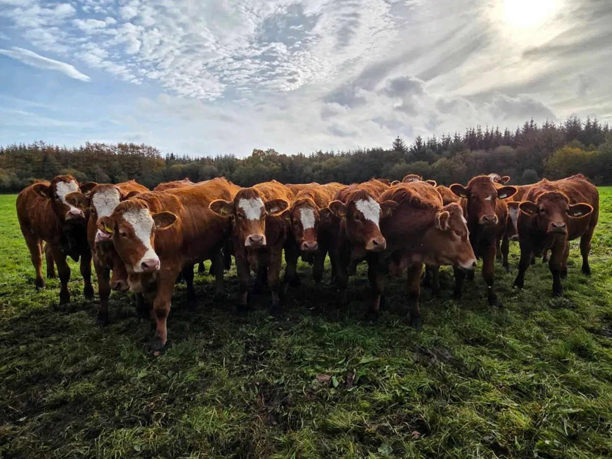 SI/Fleck X Limousine Heifers - Image 2