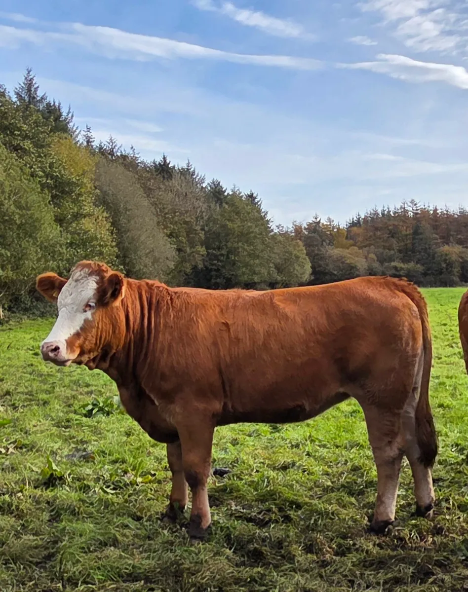 SI/Fleck X Limousine Heifers - Image 3