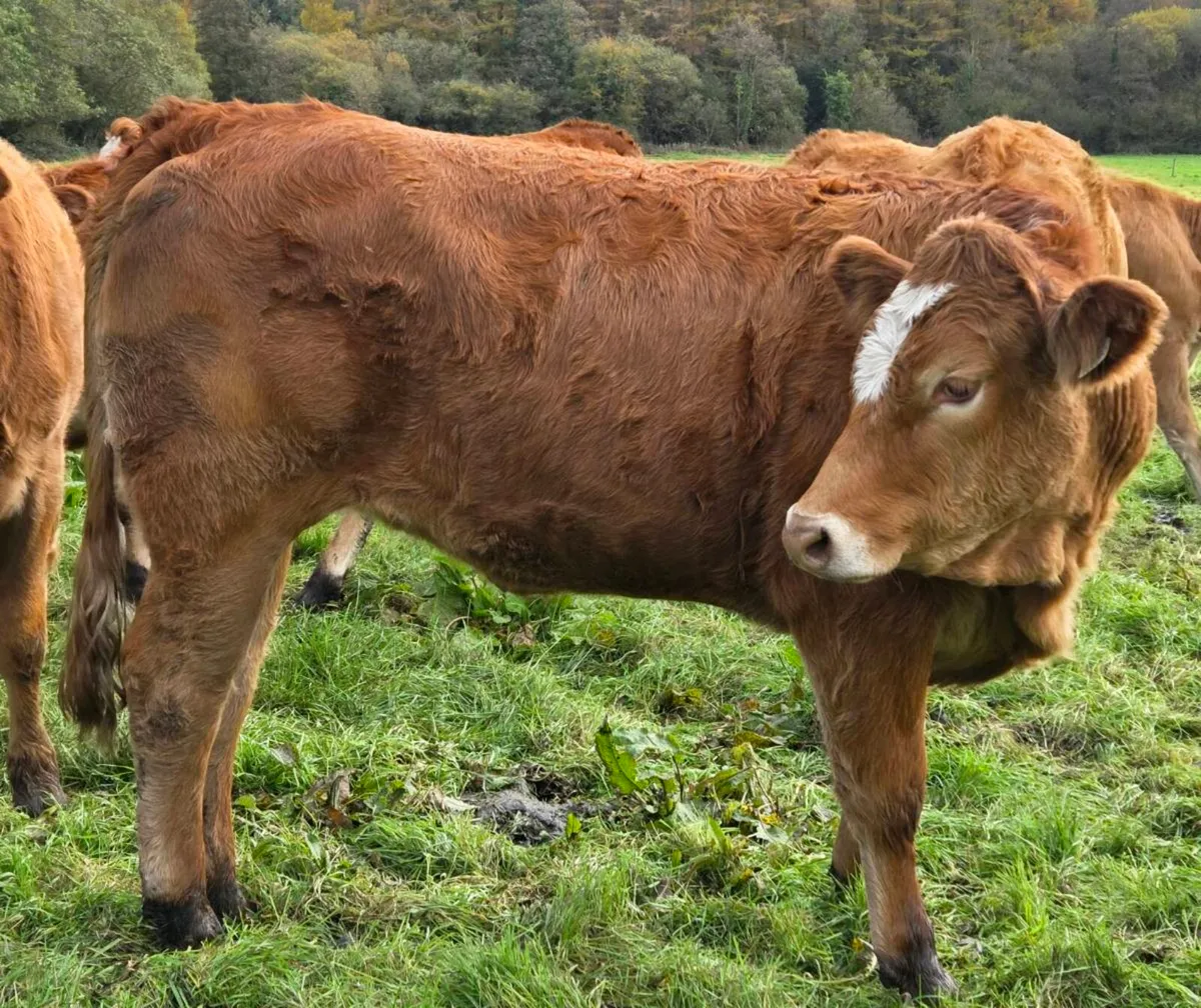 SI/Fleck X Limousine Heifers - Image 4