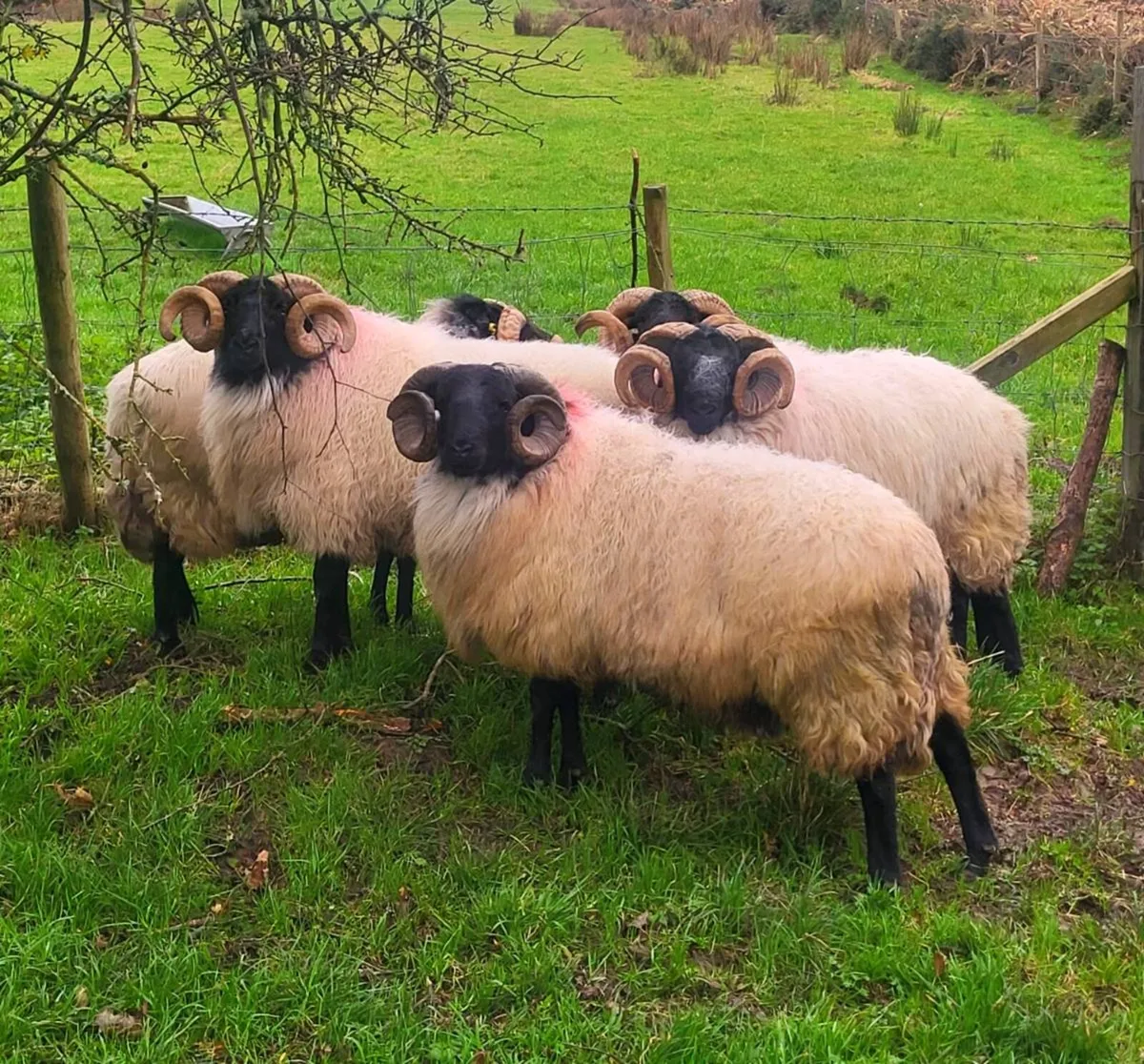 SIS APPROVED Hogget Rams - Image 1