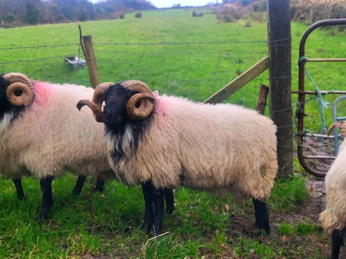SIS APPROVED Hogget Rams - Image 2