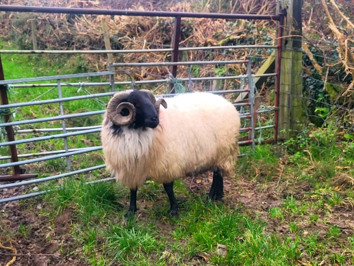 SIS APPROVED Hogget Rams - Image 3