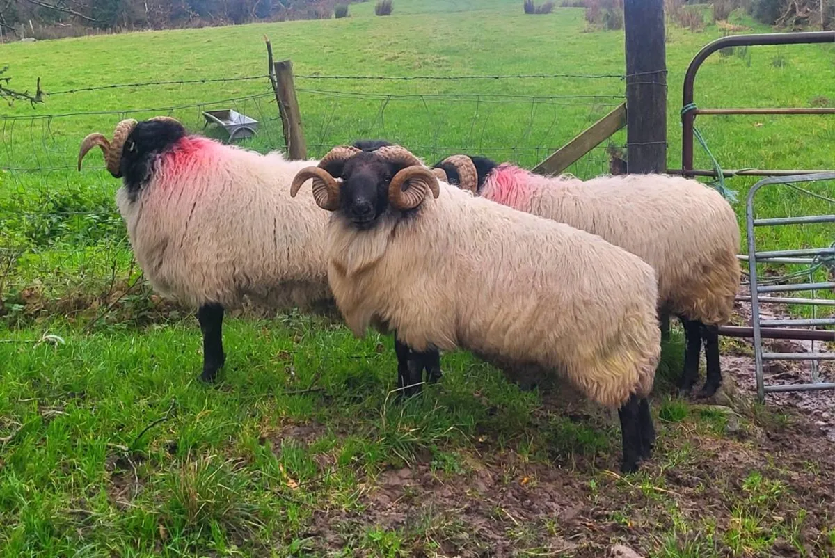 SIS APPROVED Hogget Rams - Image 4