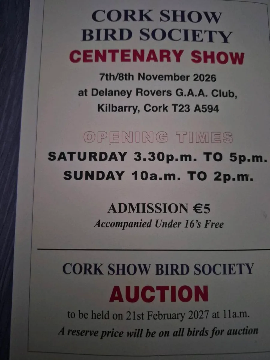 Bird show - Image 3