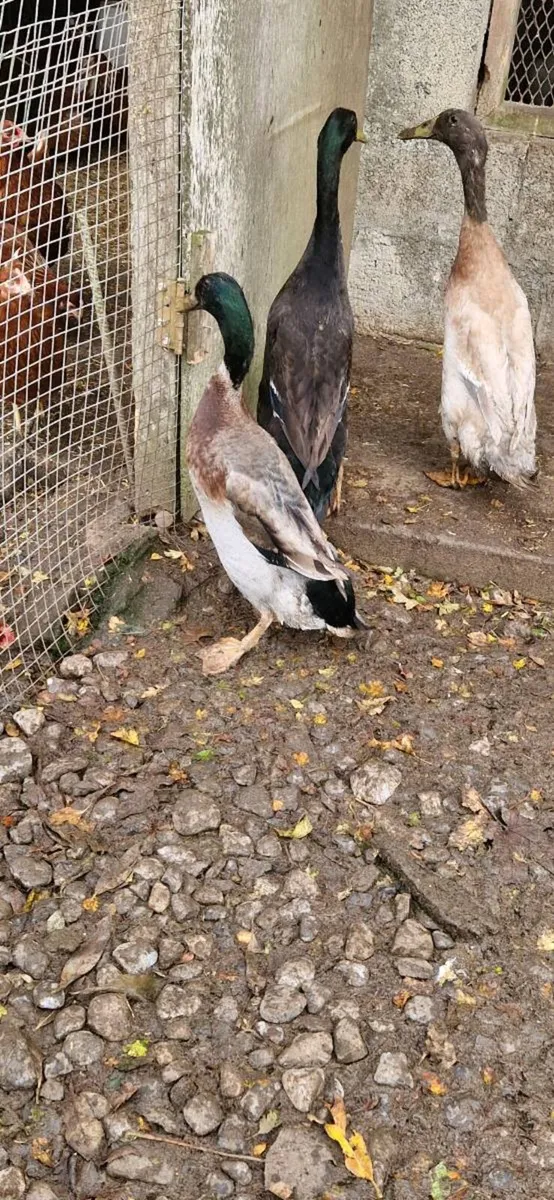 Hens/pullets/ducks/hatching eggs/ducklings - Image 2