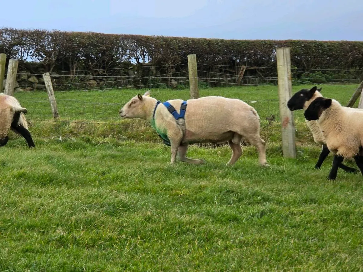 CHAROLLAIS RAM - Image 2