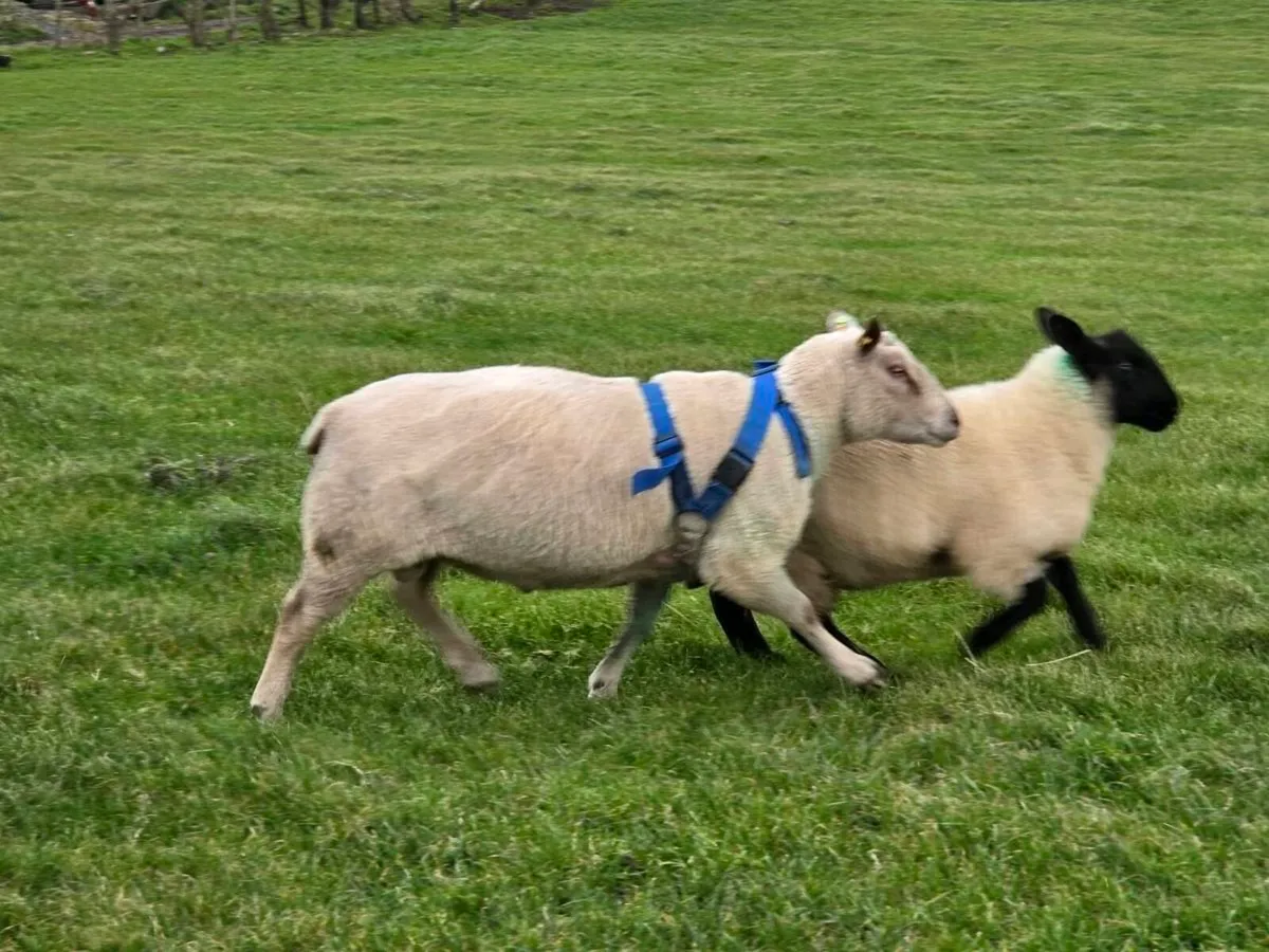 CHAROLLAIS RAM - Image 3
