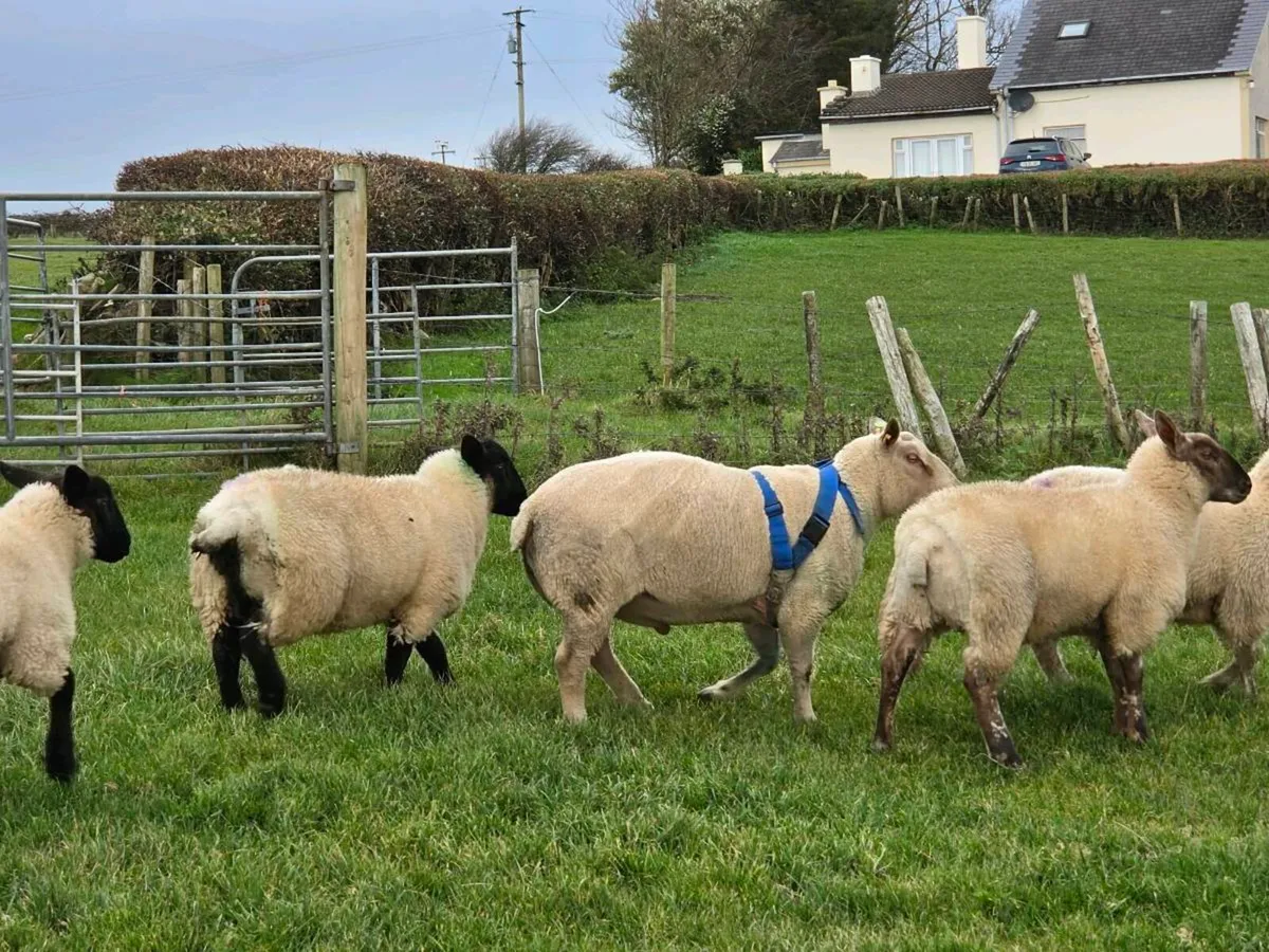 CHAROLLAIS RAM - Image 4
