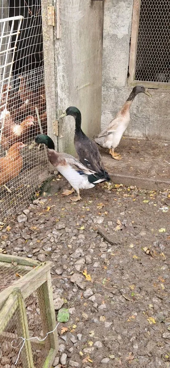 Hens/pullets/ducks/hatching eggs/ducklings - Image 1