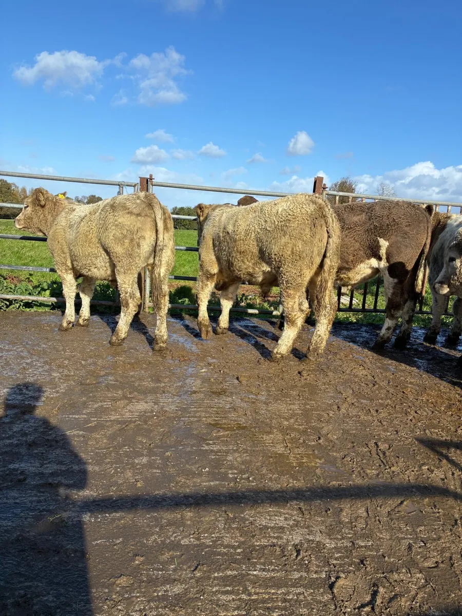 10 top quality Chaolais bullocks for sale - Image 2