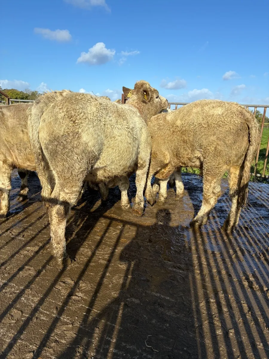 10 top quality Chaolais bullocks for sale - Image 3